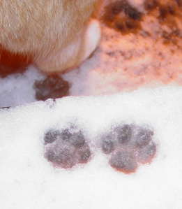 paw prints in snow